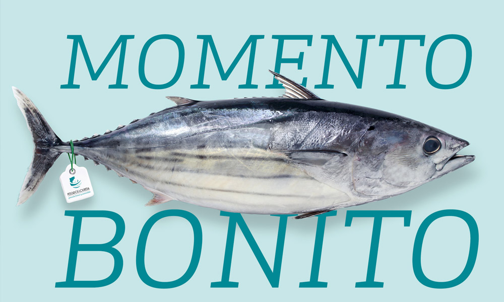 Bonito del norte