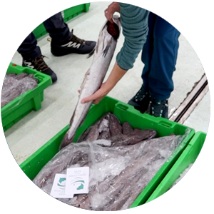 Selección de pescado en la lonja